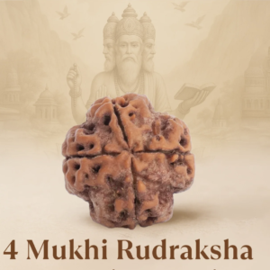 Original Siddh 4 Mukhi Rudraksha